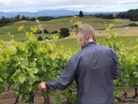 Paul Mathew Vineyards