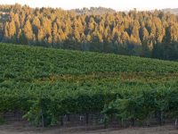 Paul Mathew Vineyards