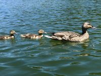 Burke’s Canoe Trips