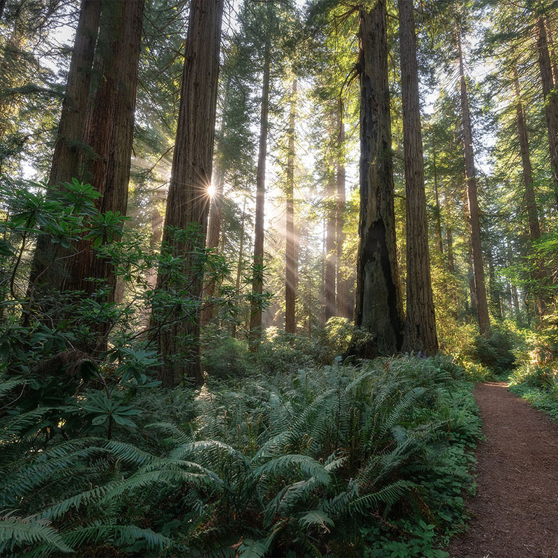 The Redwoods