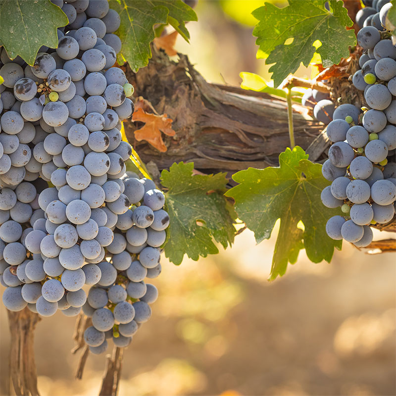 Sonoma Wine Country