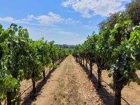 Woodenhead Winery