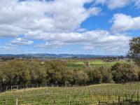 Woodenhead Winery